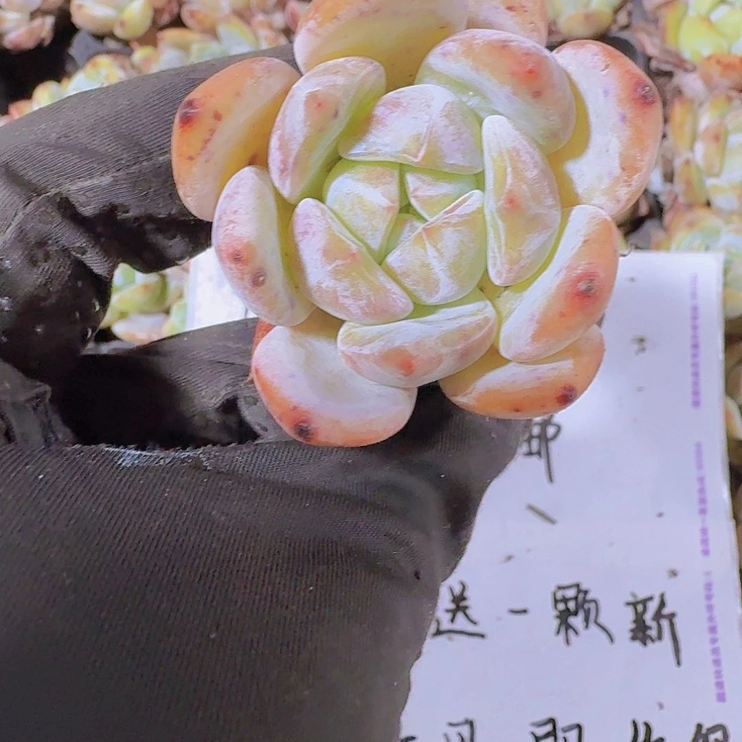 精品砂糖两米三颗