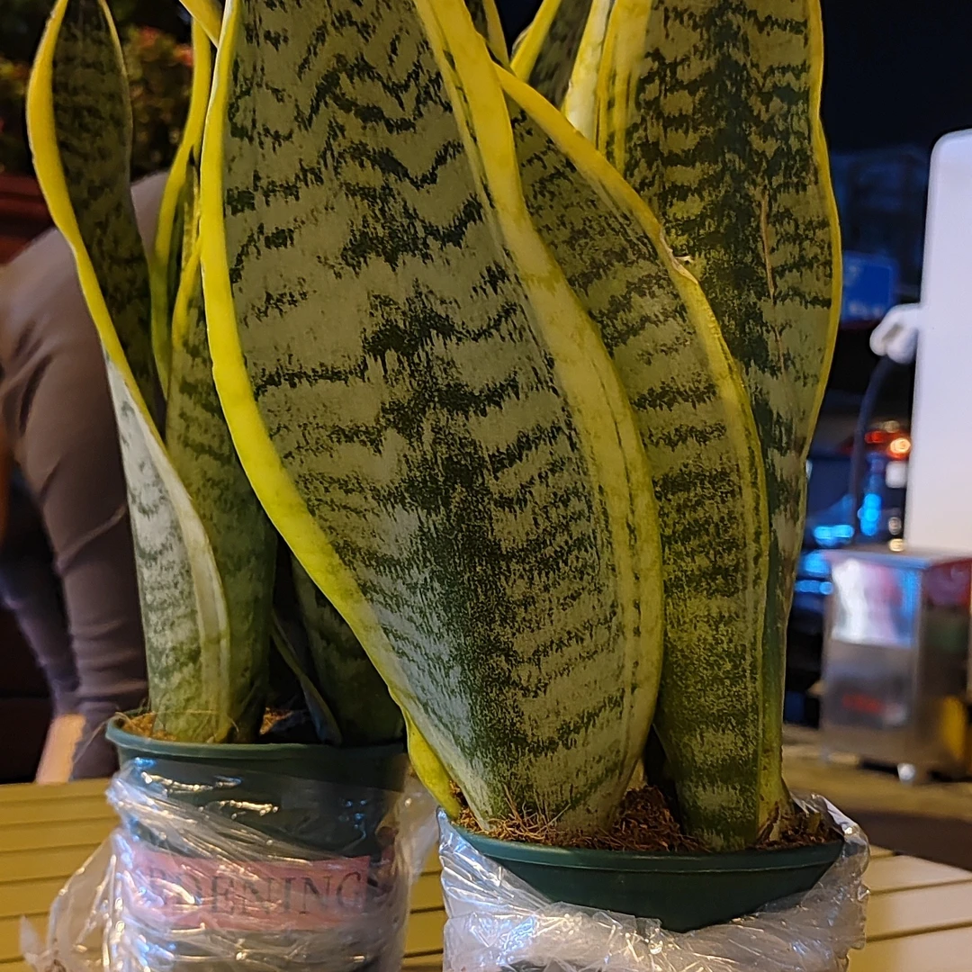 金边虎皮兰盆栽室内绿植易活净化空气吸甲醛花卉