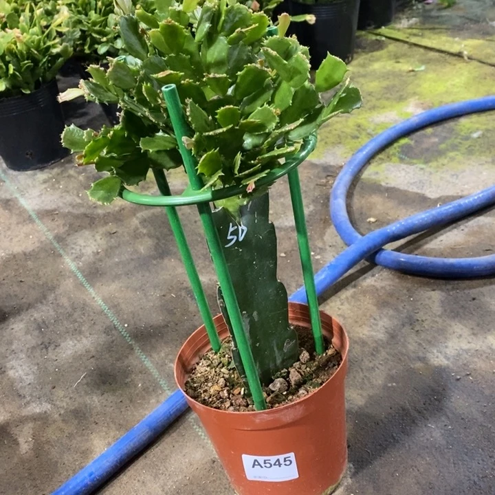 大部分花苞少量开放545嫁接050