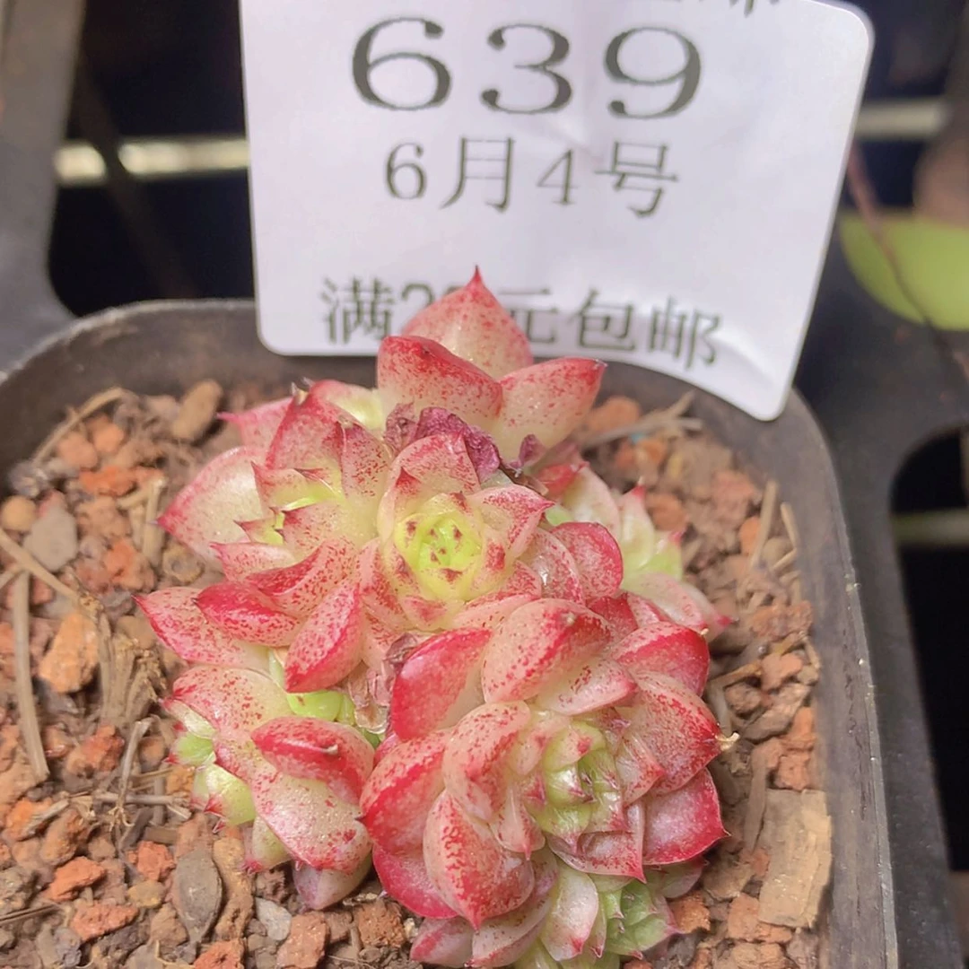 【闪购商品】云639号