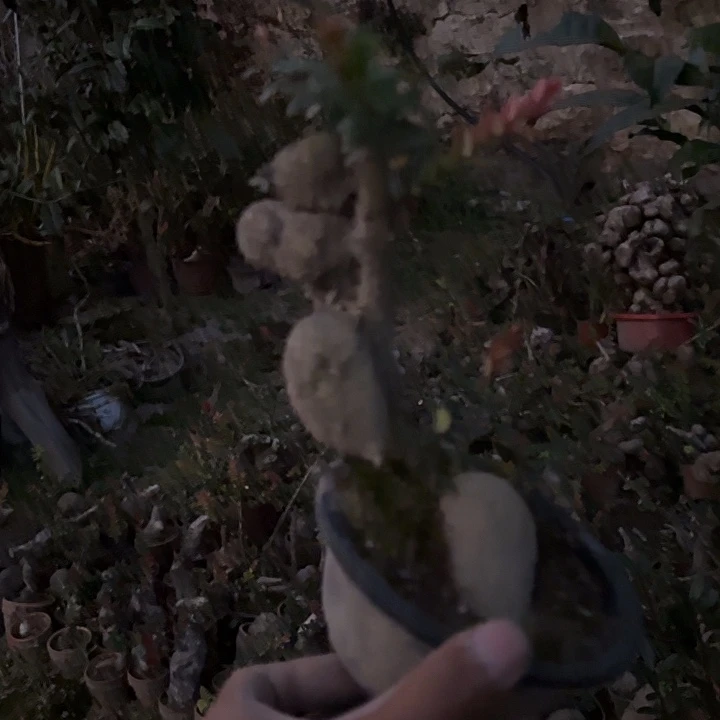 我们的目标是成为一个