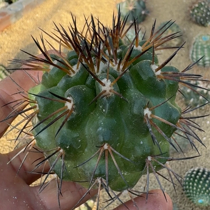 黑王无根55665555