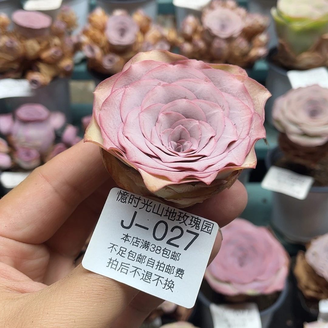 不知名福利027一物一拍