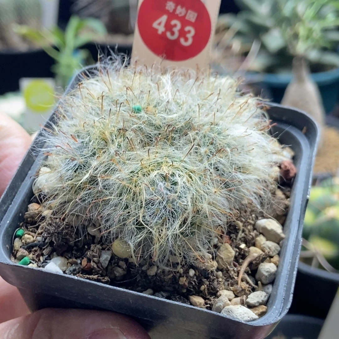 实生白云高砂群一颗仙人球