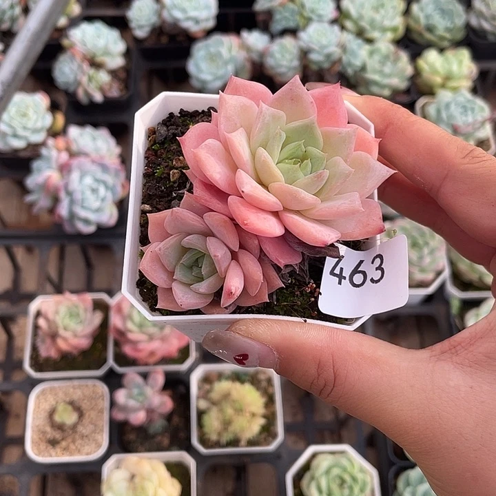 463。樱花冰魄。