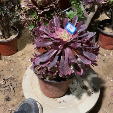 红铜超白一物一拍