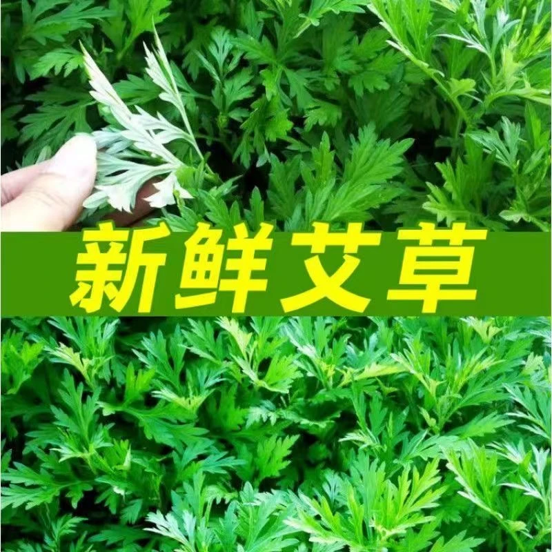 农村食用艾草纯天然家用驱蚊清新花香浓香新鲜艾草青团艾篙粑粑