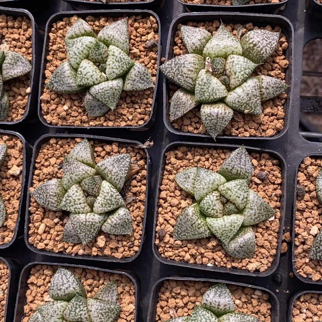 505 一颗深海白银。 超级福利