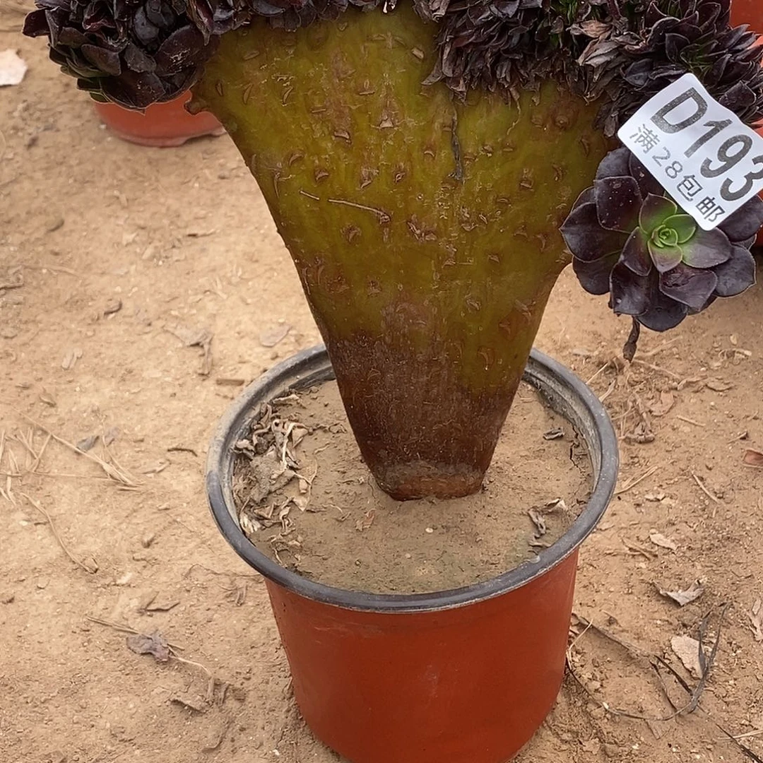 遇***.193 多肉植物不包断枝