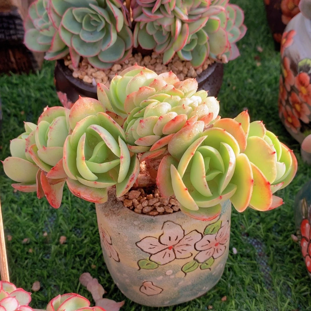 鸡蛋碧桃缀15 公分一物一拍