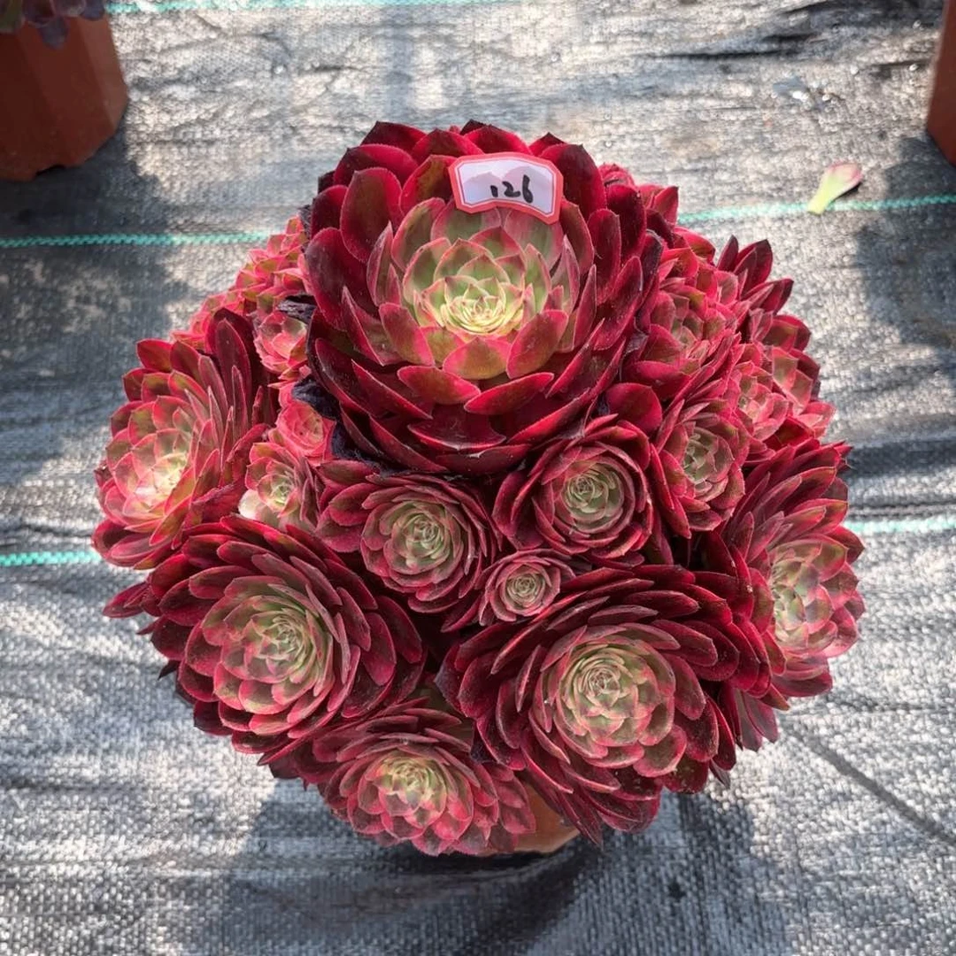 无花朵126云何多肉植物