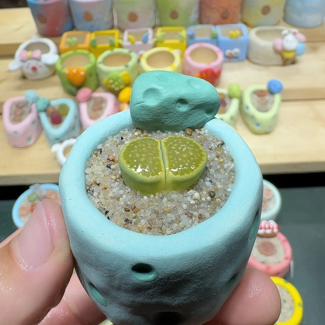 红陶蘑菇441绿饼