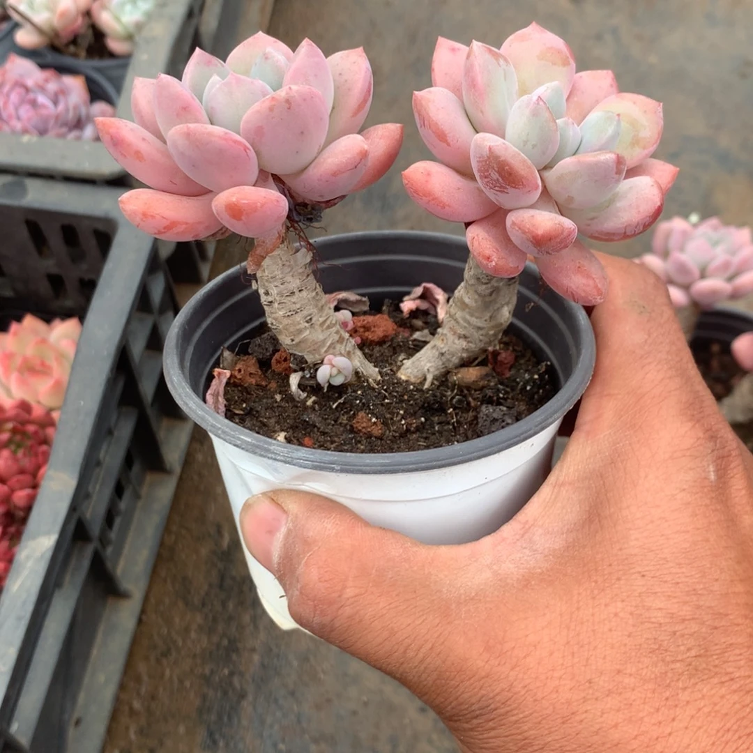 你说了一天不吃我还在生气