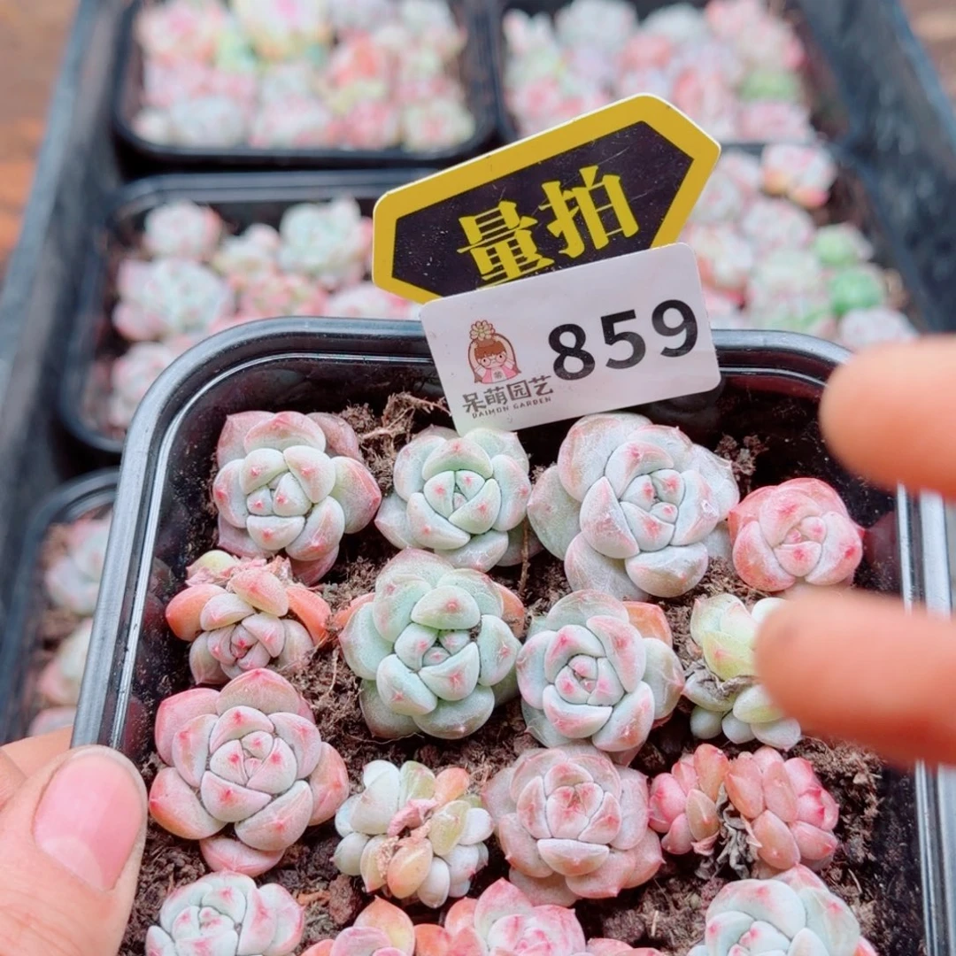 多肉植物多肉植物