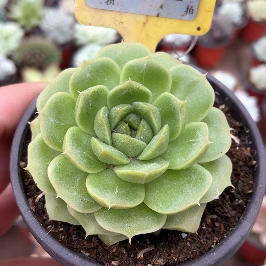 星***星玫瑰宝石两颗多肉植物