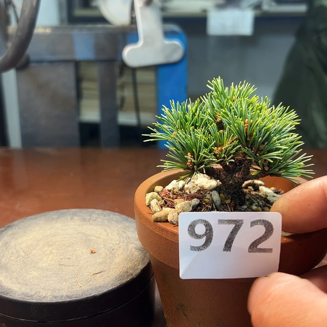 无花朵健健康康快快乐乐