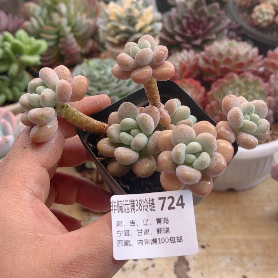 724丸叶洛神德华多肉