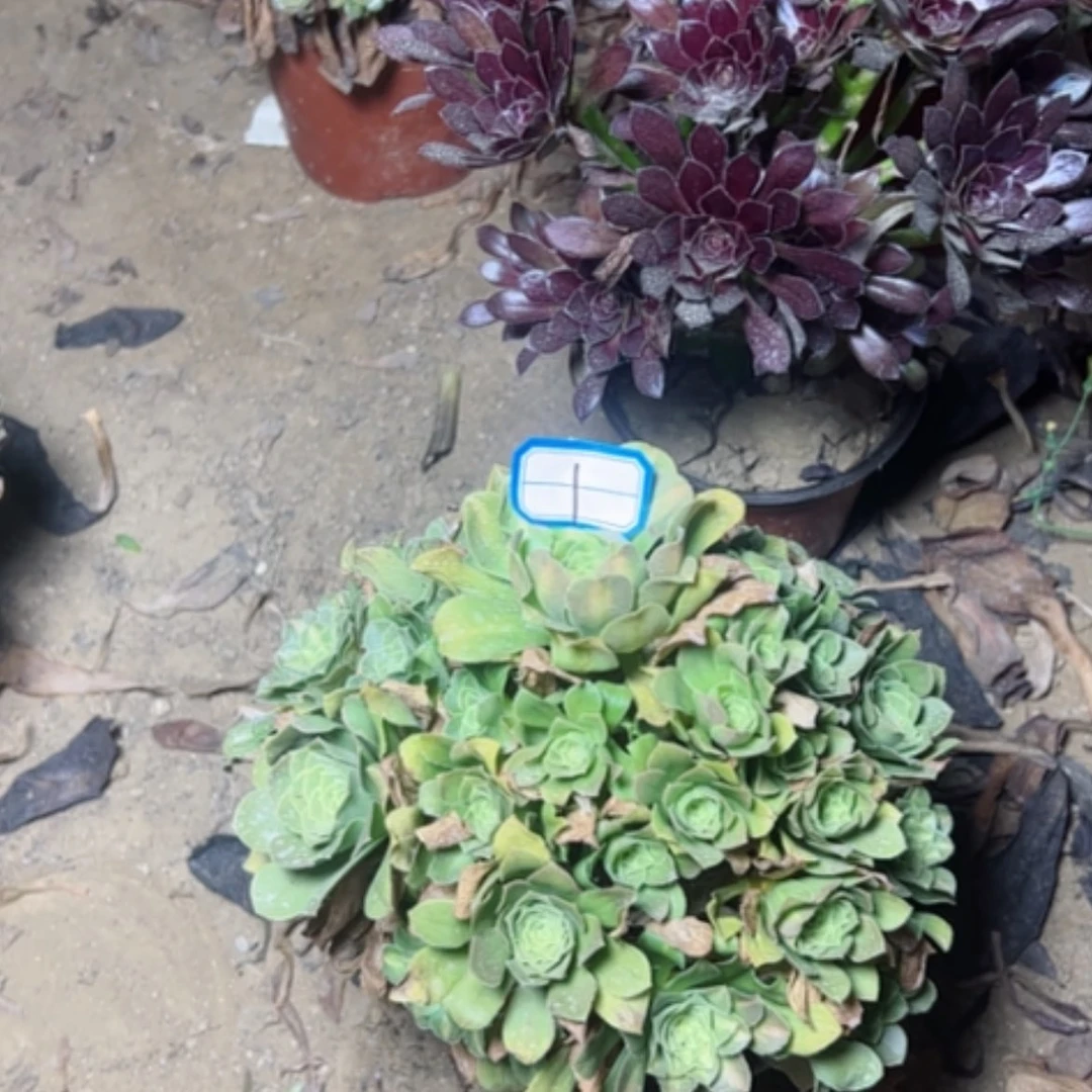 【闪购商品】我*你多肉植物处理断枝不包1