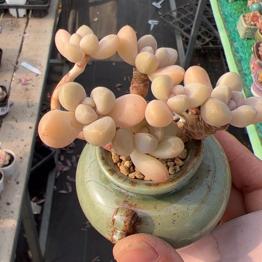 766 多肉植物组合盆栽