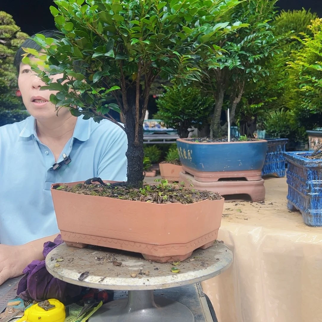 当前无花朵，栽培后可花朵牵*秀明园艺秀明园艺