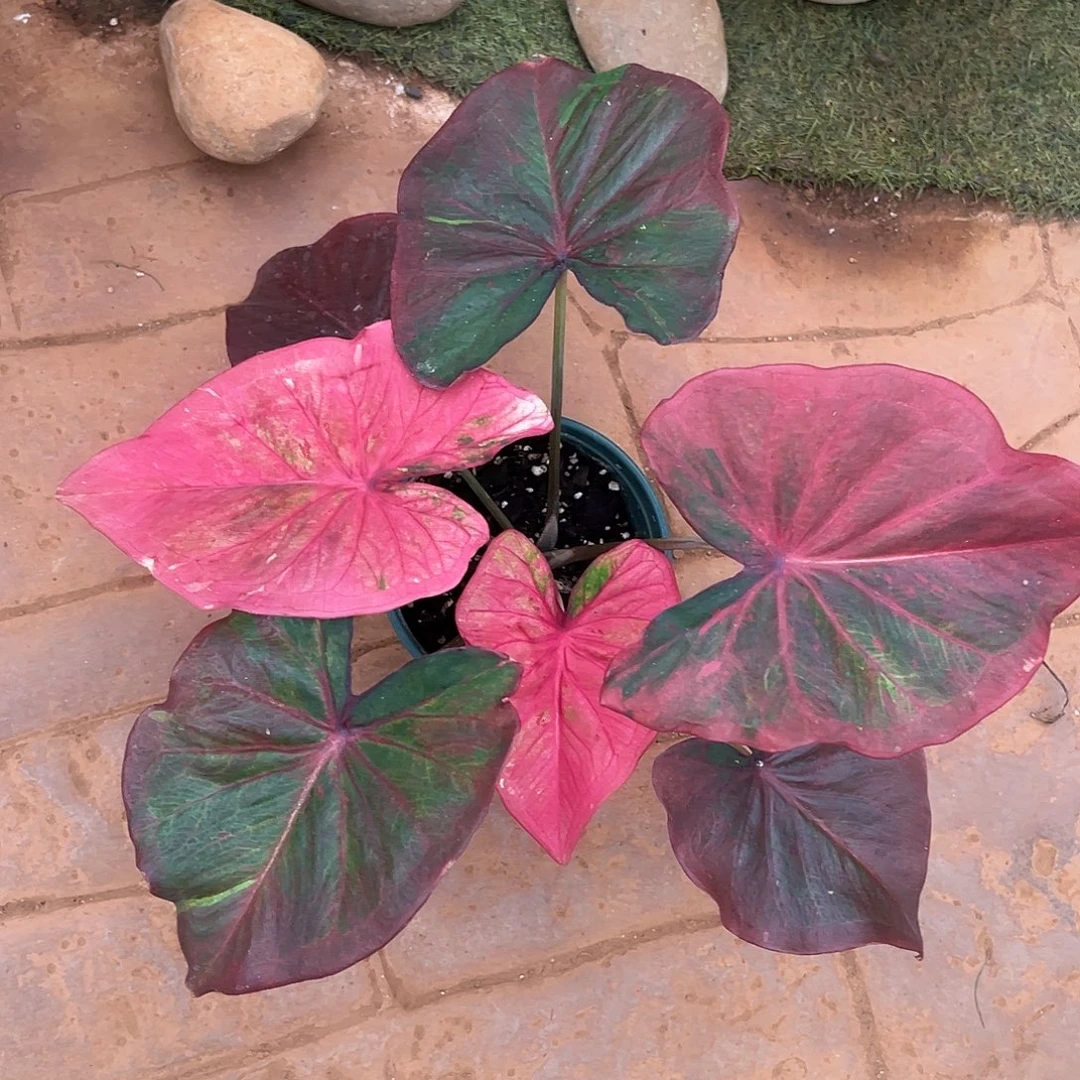 无花朵大球泰彩个体49