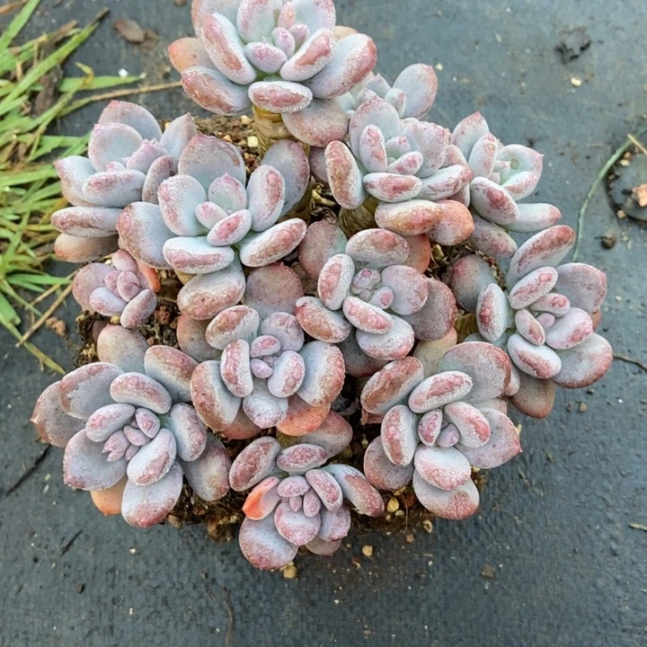 就***星多肉植物一物一拍