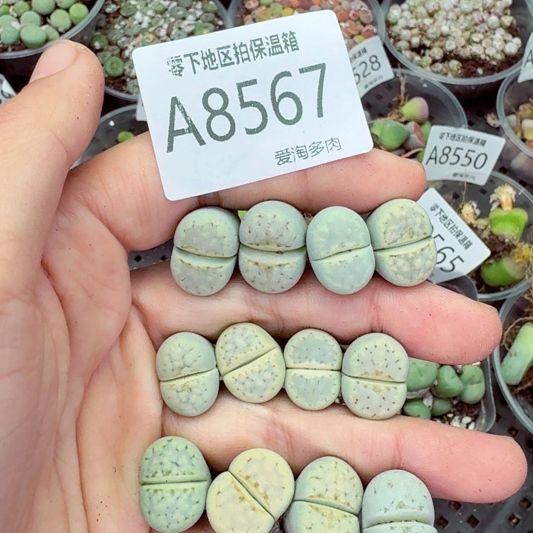 8567—–零下地区需拍保温箱