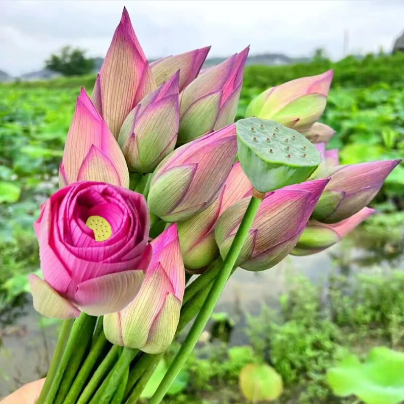 湖北现摘新鲜荷叶荷花荷花苞  大叶荷叶荷叶包鸡清香整张荷叶