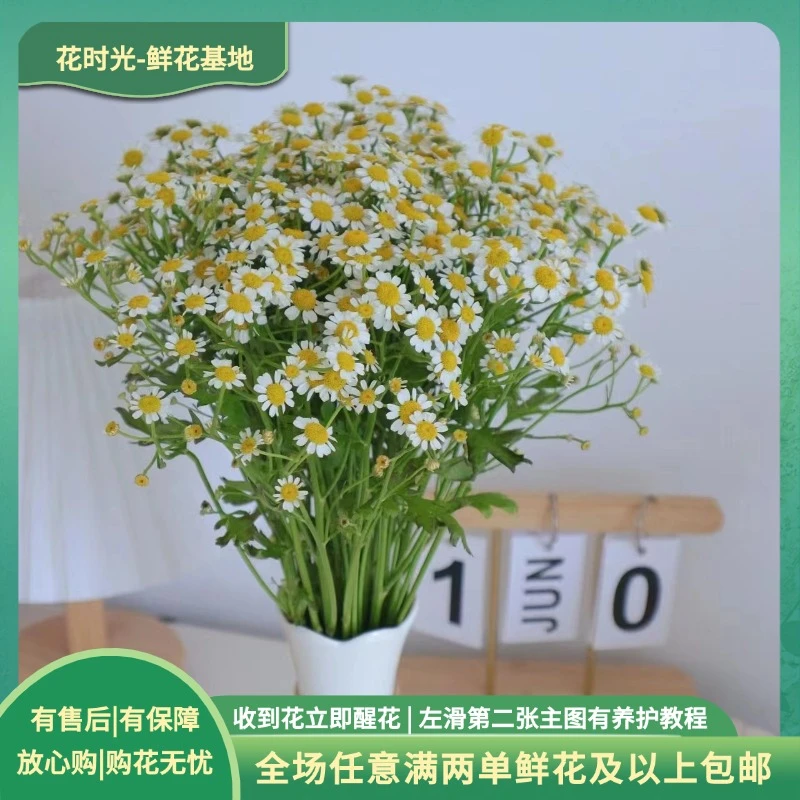 【洋甘菊】洋甘菊1把 夏日小清新 基地直发|全场任意满鲜花两单包邮