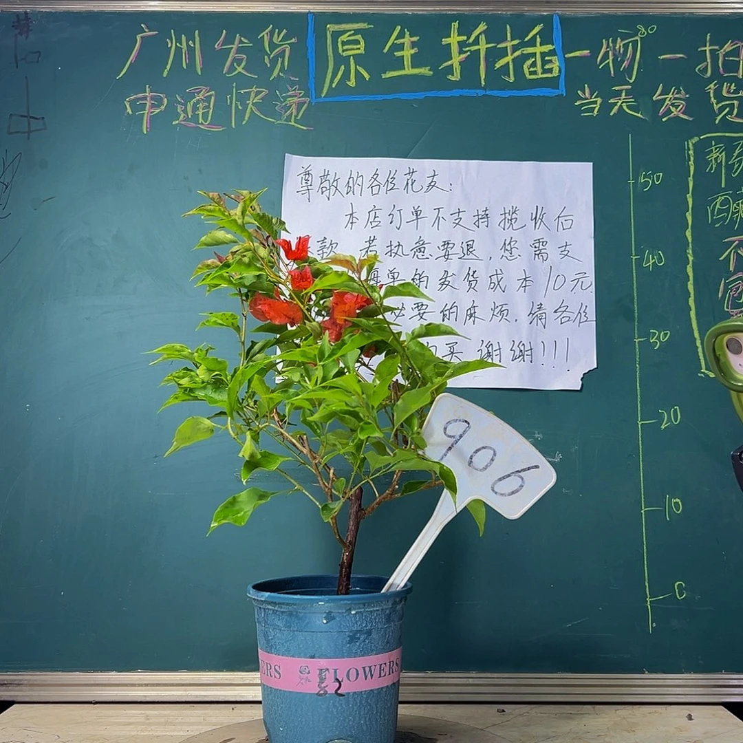 当前无花栽培后可以开花  热火桑巴  906