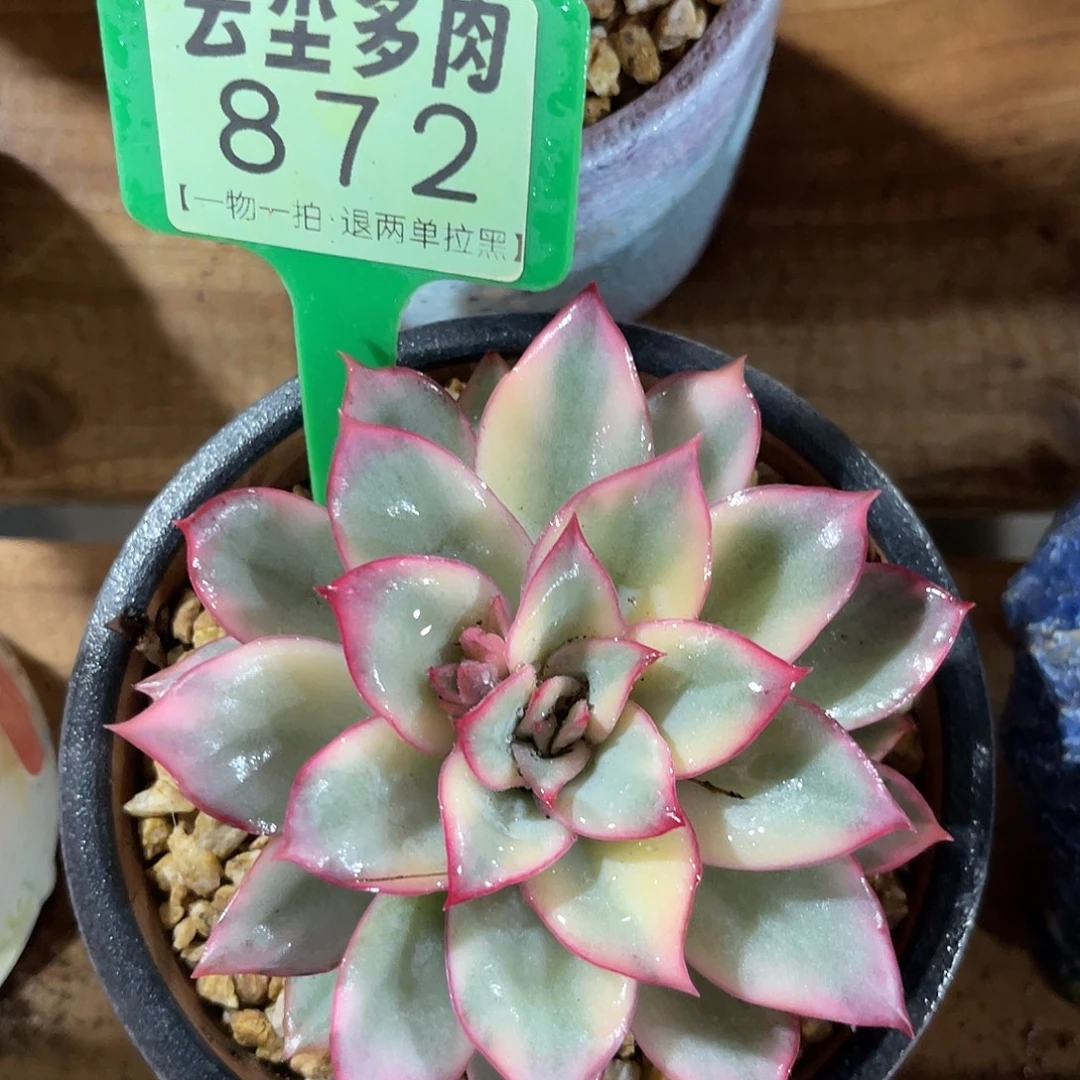 云尘多肉一物一拍 872,