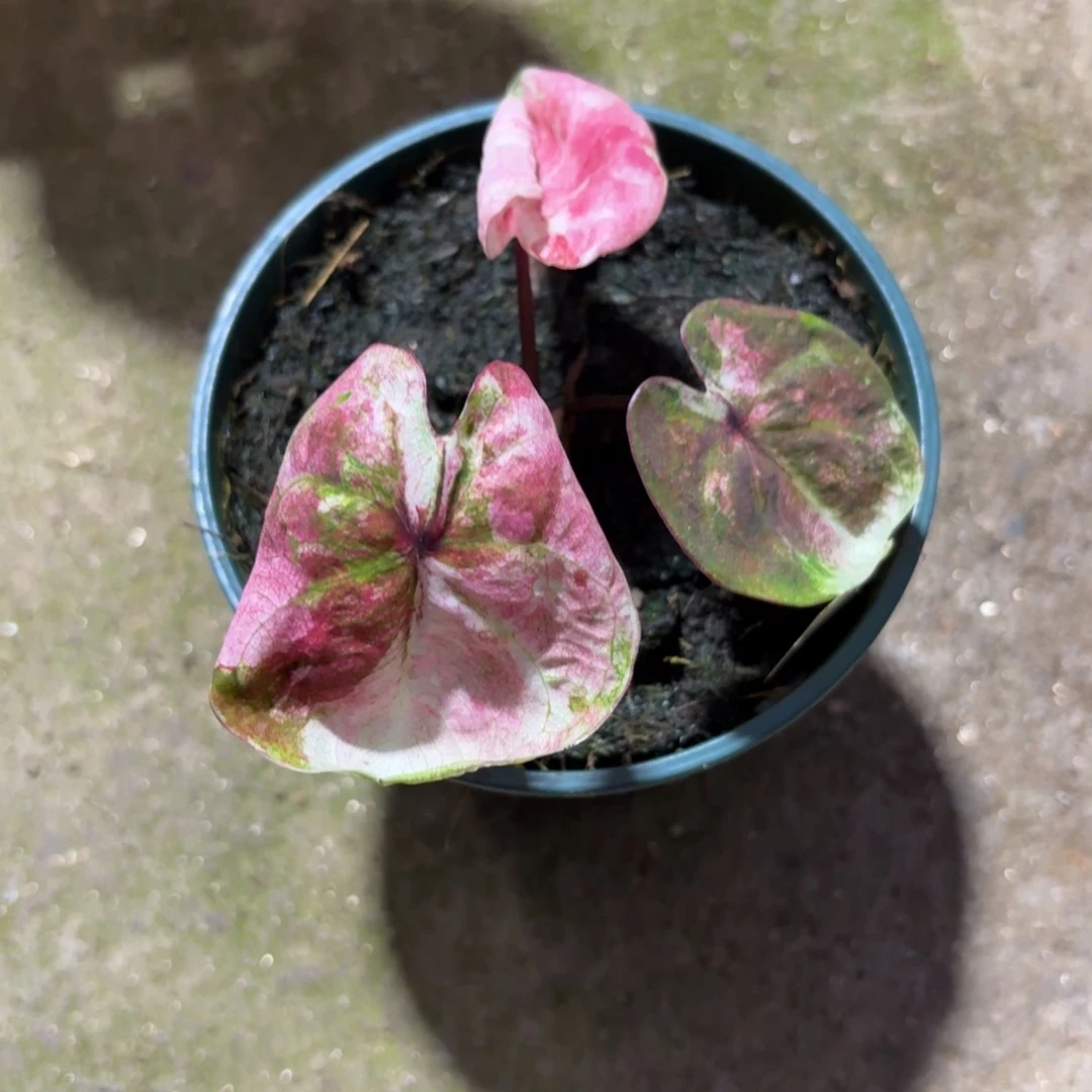 泰国彩叶芋36-1216