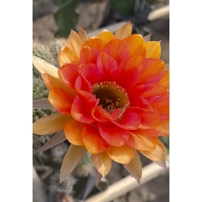 自根火鸟彩草，尺寸以直播间为准，环境不同开花不同介意勿拍