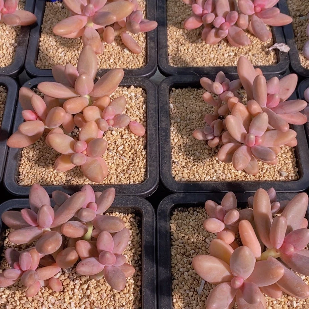 量拍18号 精品母本老桩糖果美人群一个