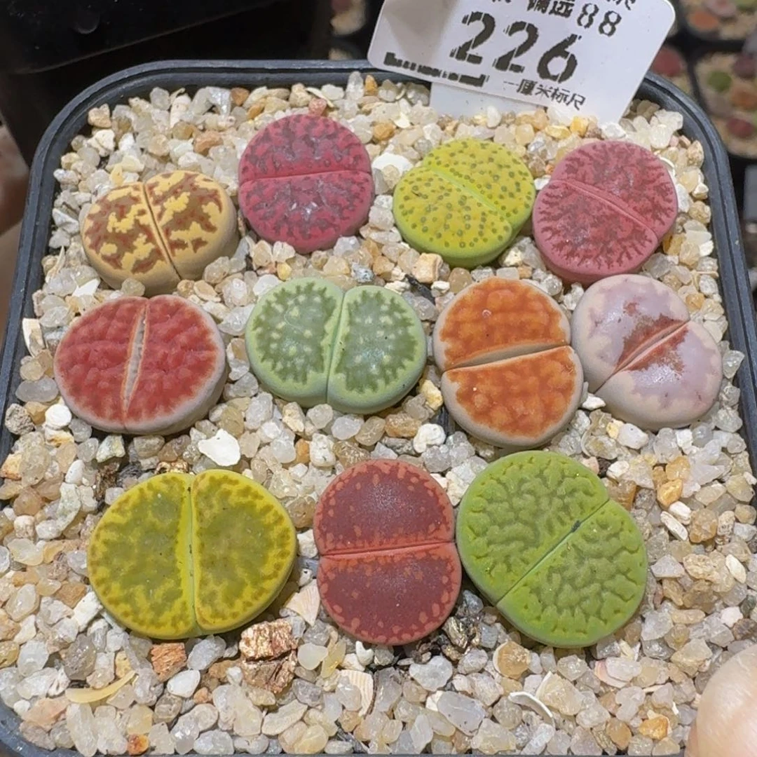 Ssss精品生石花226