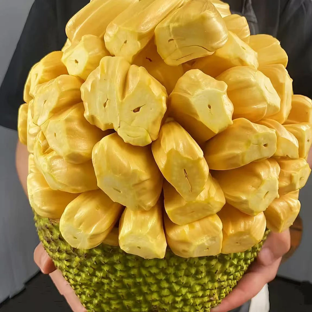 【干苞黄肉】A➕越南进口黄肉菠萝蜜新鲜水果脆香奶甜整个 多称1斤