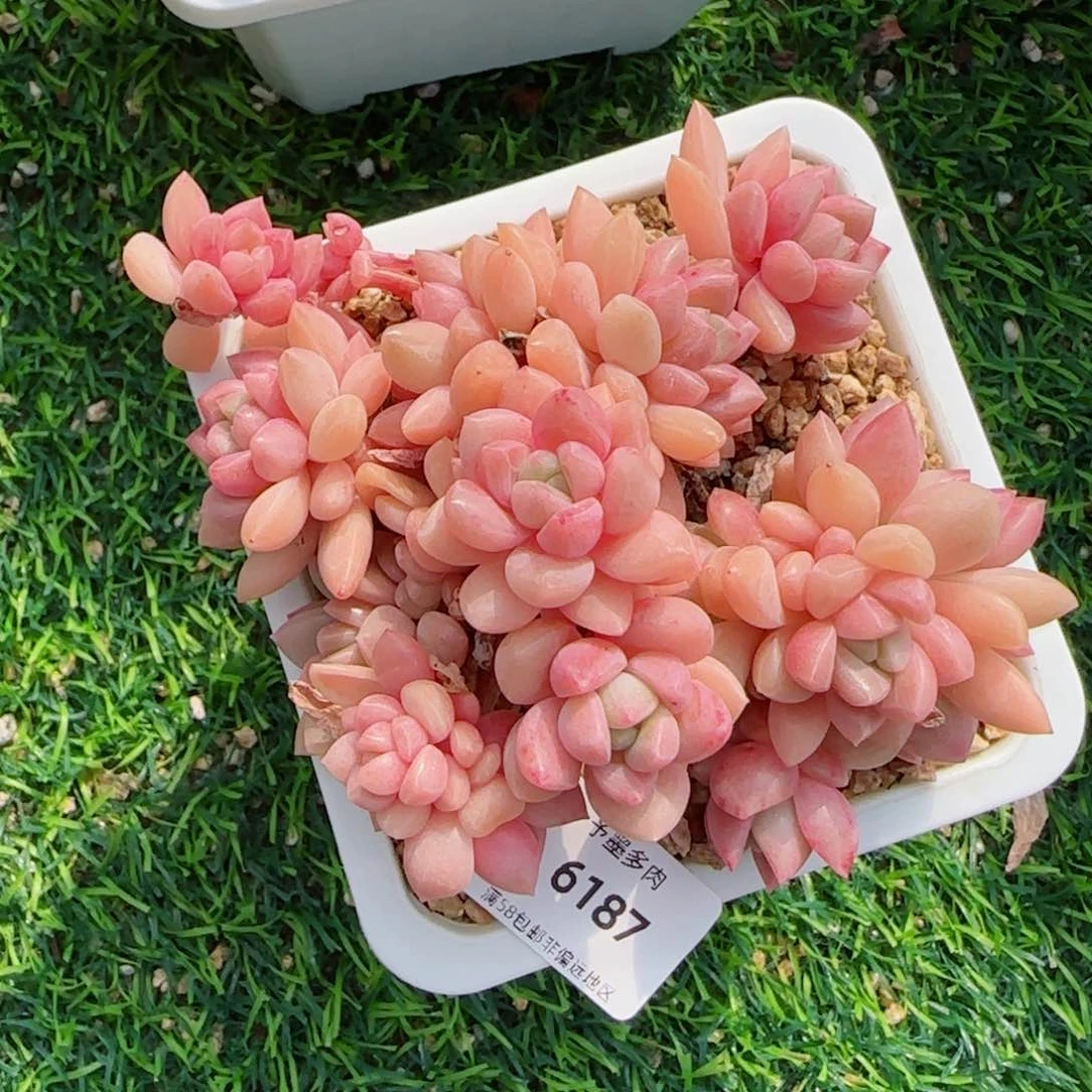 贵妃群无砍，6187多肉植物