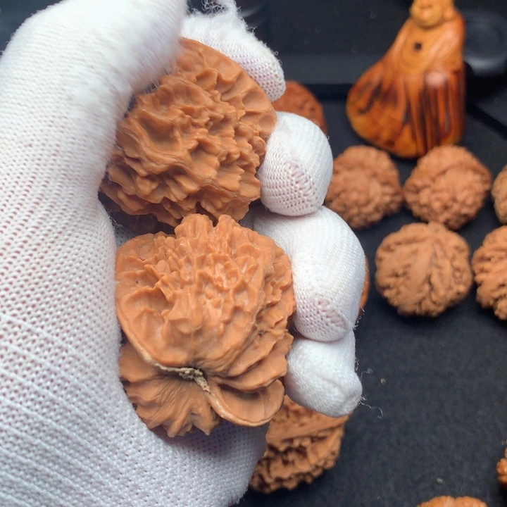 浅*秦岭森林景天一色