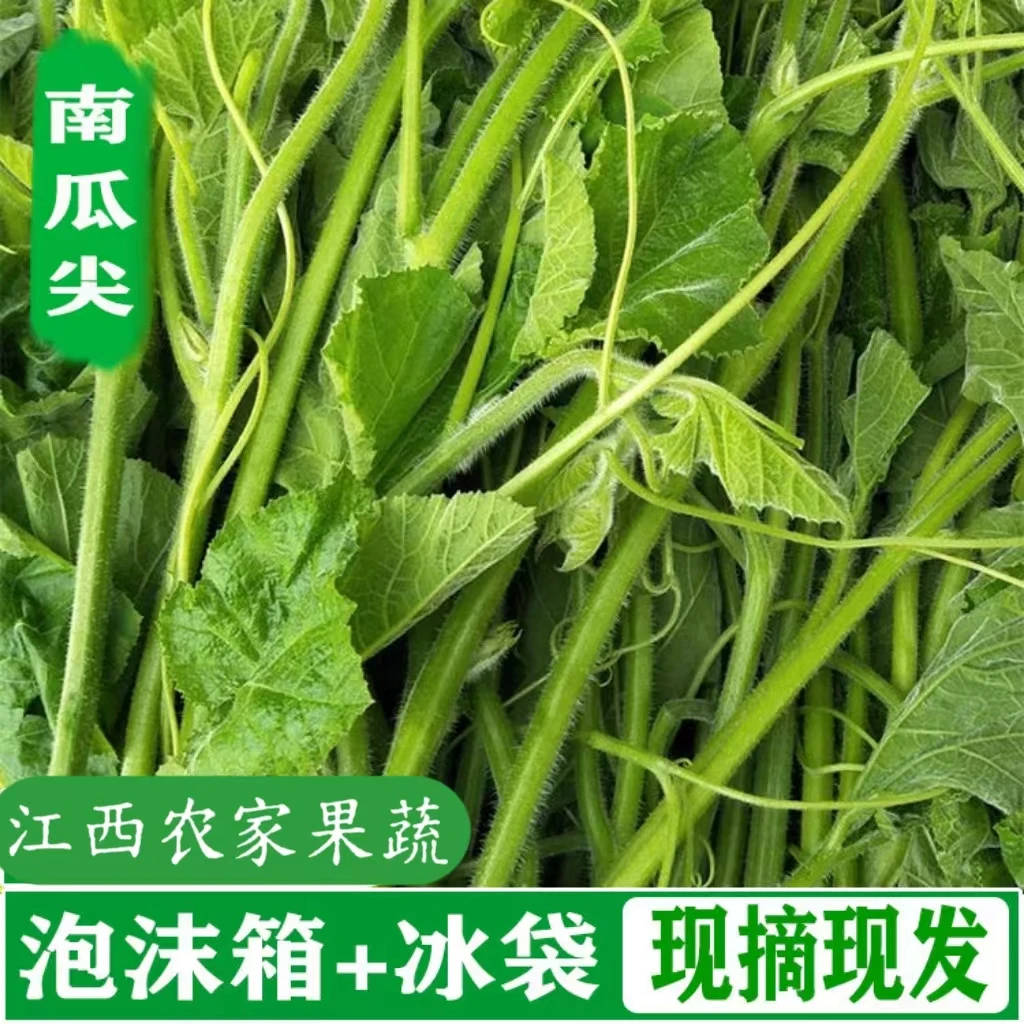 新鲜南瓜尖南瓜苗嫩叶南瓜芽鲜嫩蔬菜江西农村自种南瓜藤清炒脆嫩