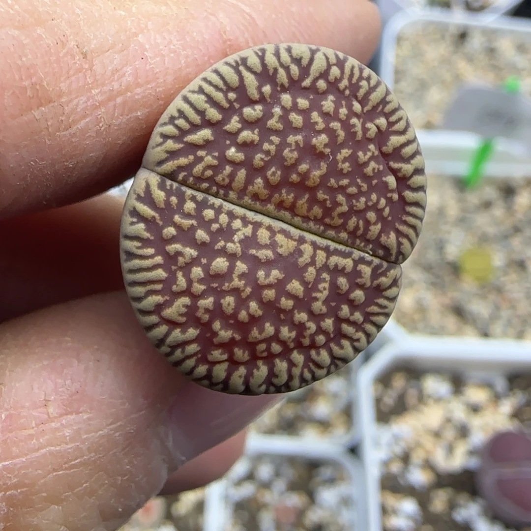 545 清框福利30包邮