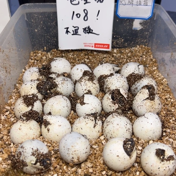 不分公母小鳄龟佛蛋代开不退换