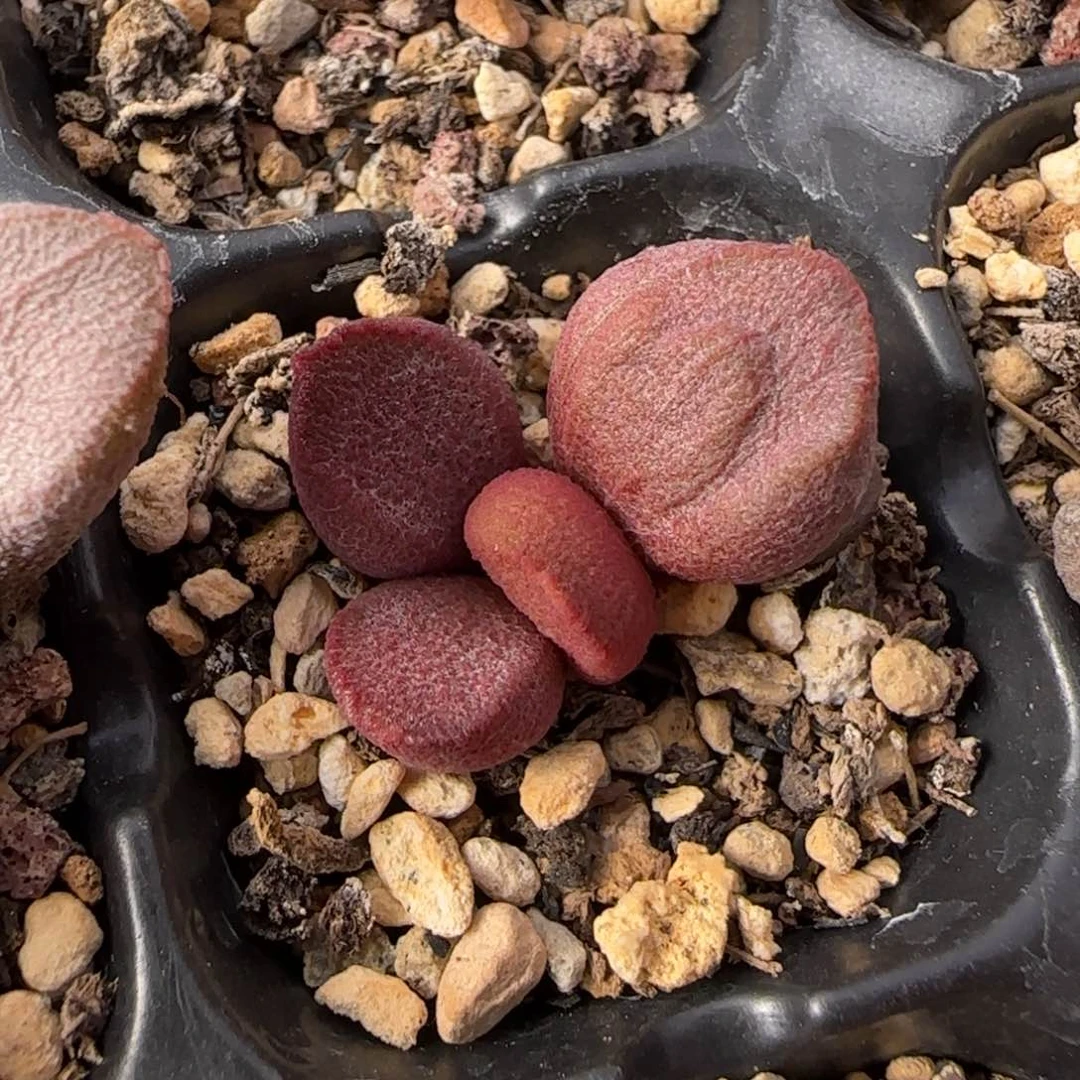 甜心宝贝水泡多肉