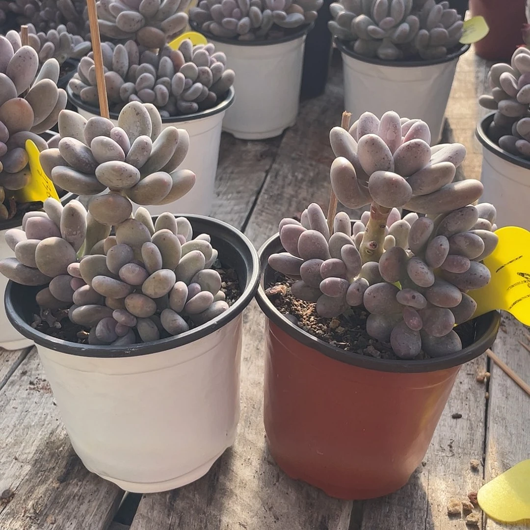 两盆蛋黄奶多肉植物199