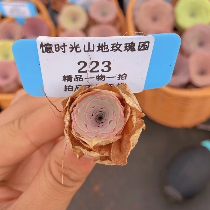 山地玫瑰223裸根发货不售后