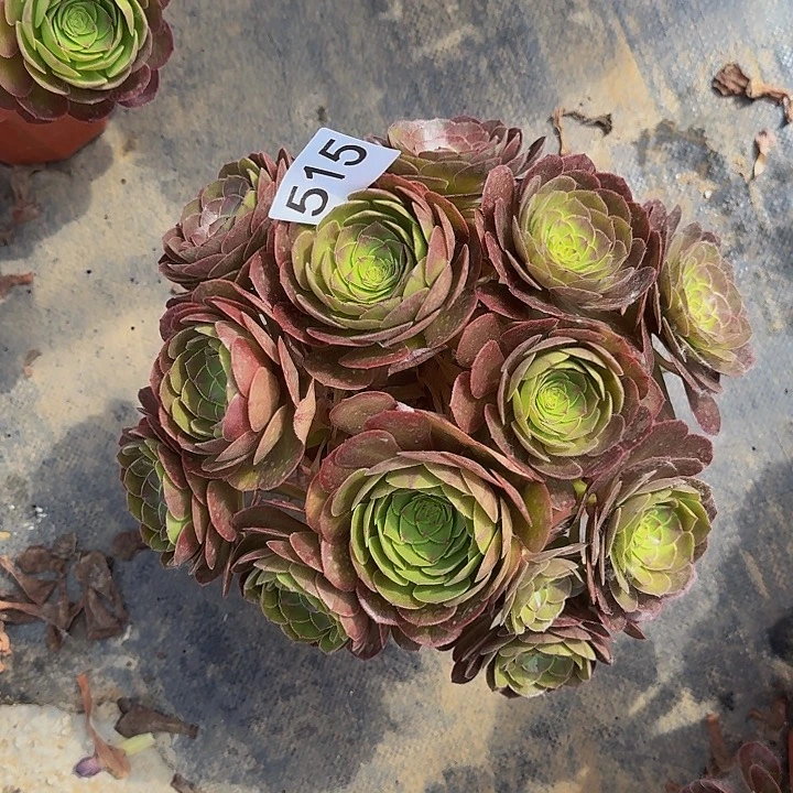 0000000000515沙拉碗