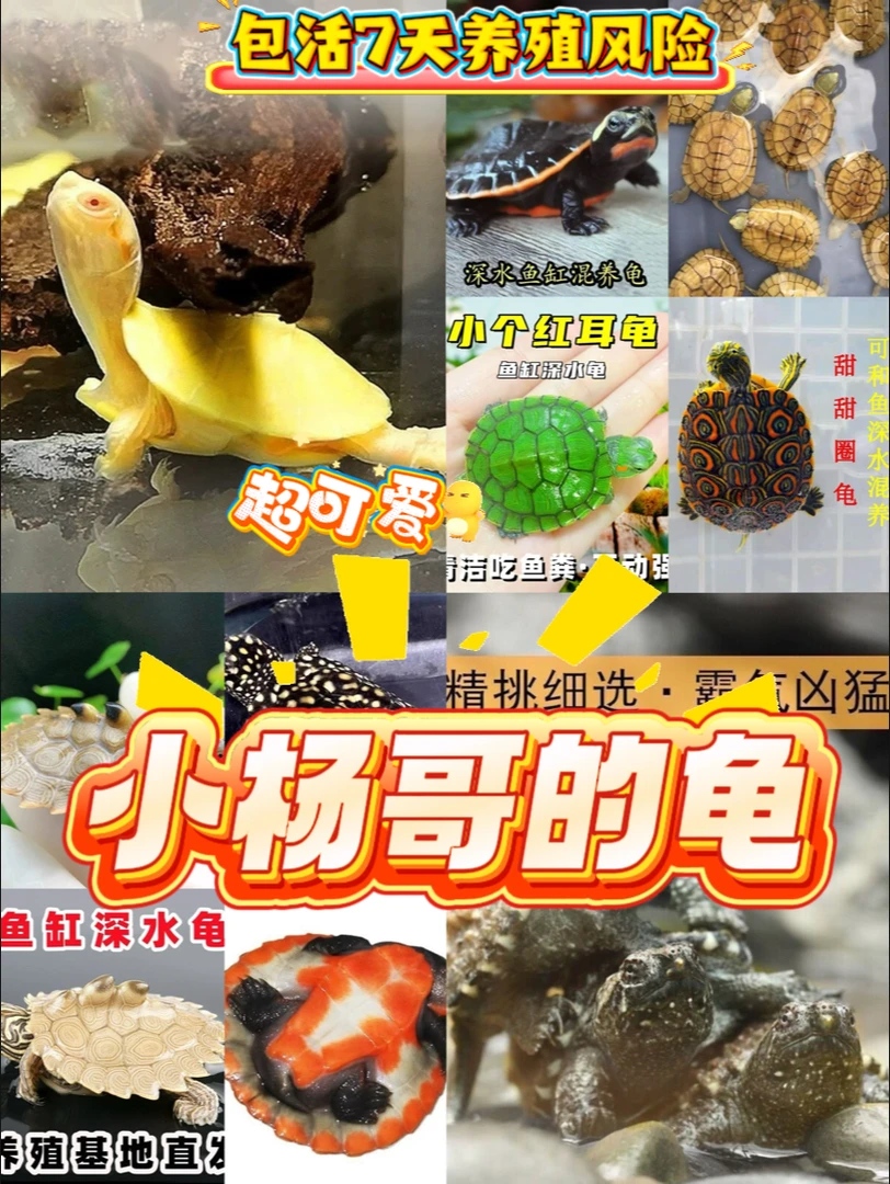 小杨哥的乌龟链接，下单链接宠物龟观赏贵活体发货，