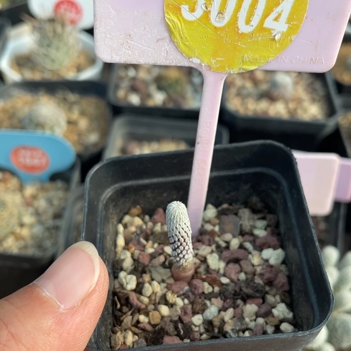 实生精巧丸30040000000