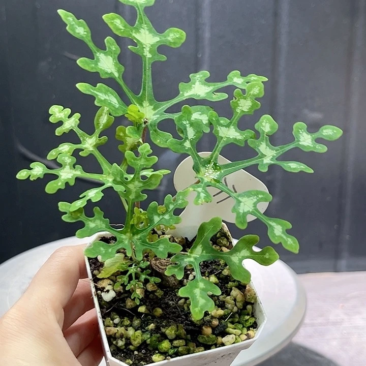 577雪花西番莲哈哈哈哈哈