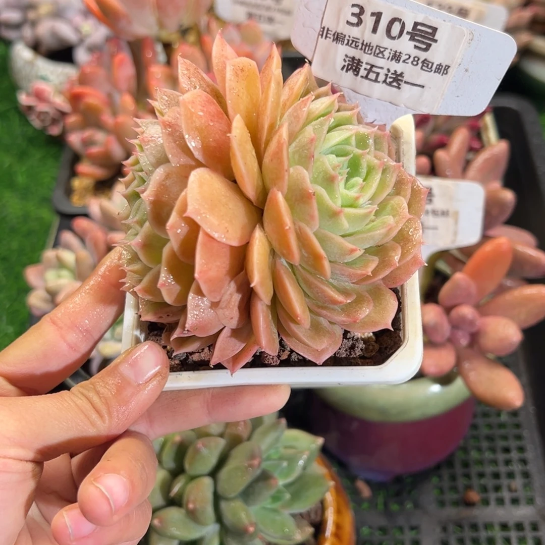 表妹精品多肉植物310.