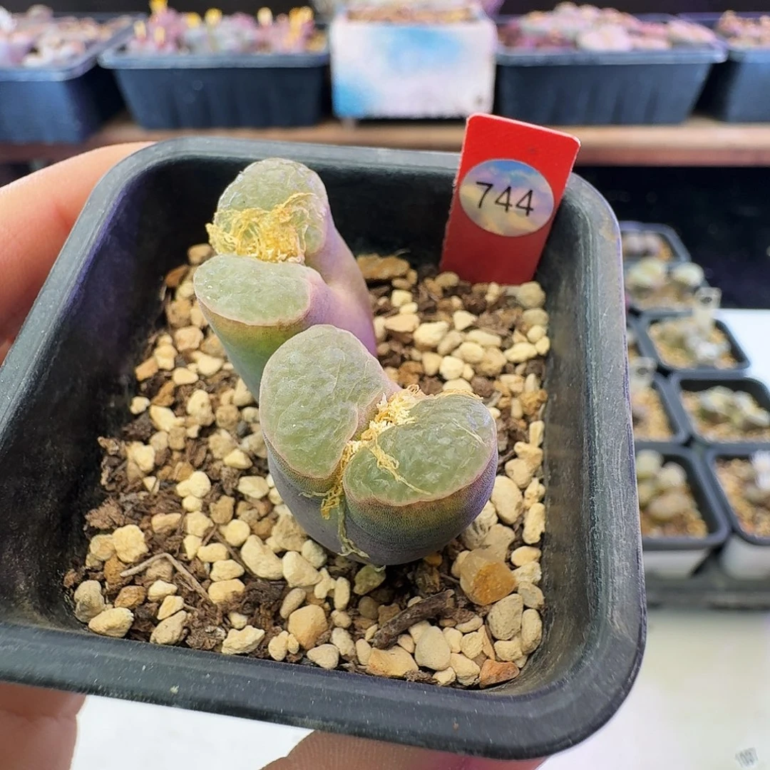 多肉植物福利特特744